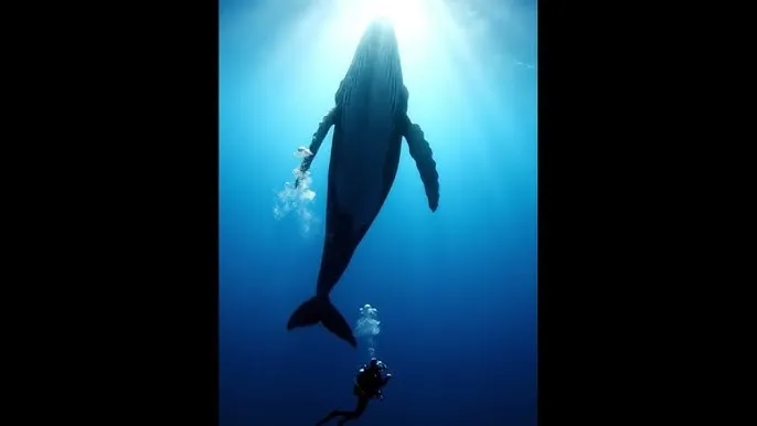 斗罗大陆206集 - 深蓝星球：探索海洋深处的未知世界